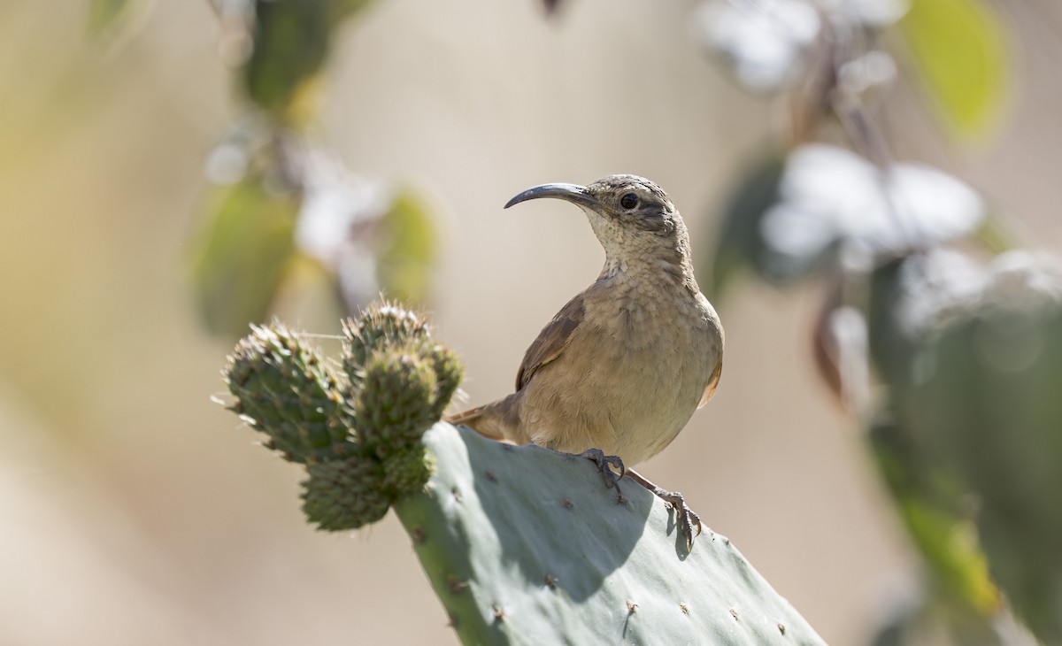 White-throated Earthcreeper - ML646433315