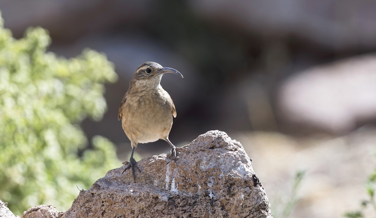 White-throated Earthcreeper - ML646433316