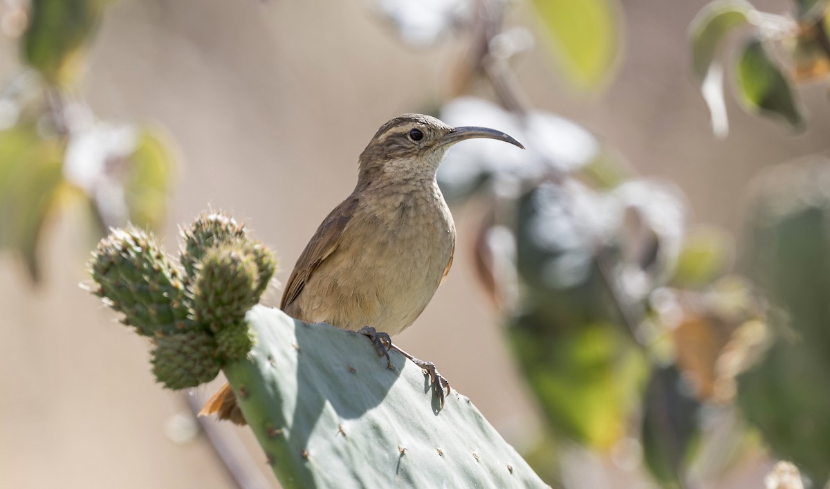 White-throated Earthcreeper - ML646433317