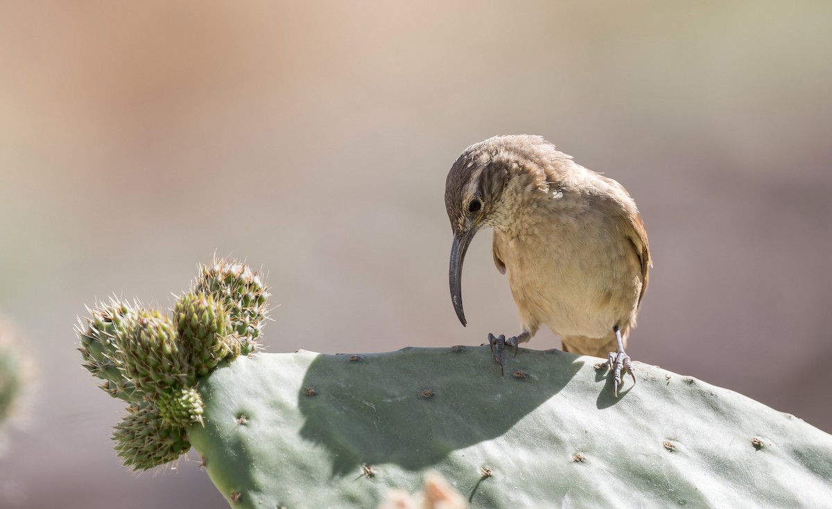 White-throated Earthcreeper - ML646433318