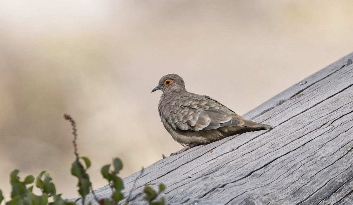 Bare-faced Ground Dove - ML646433319