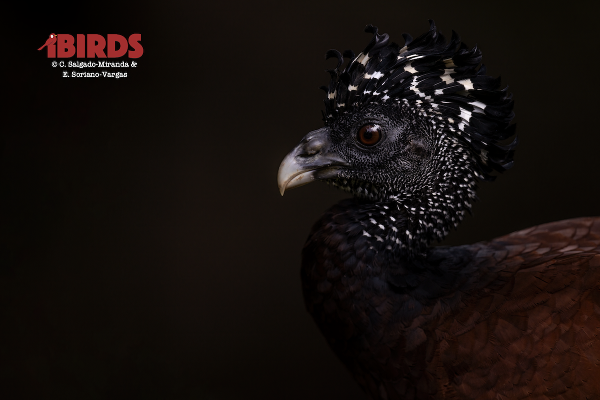 hoko proměnlivý - ML646433320