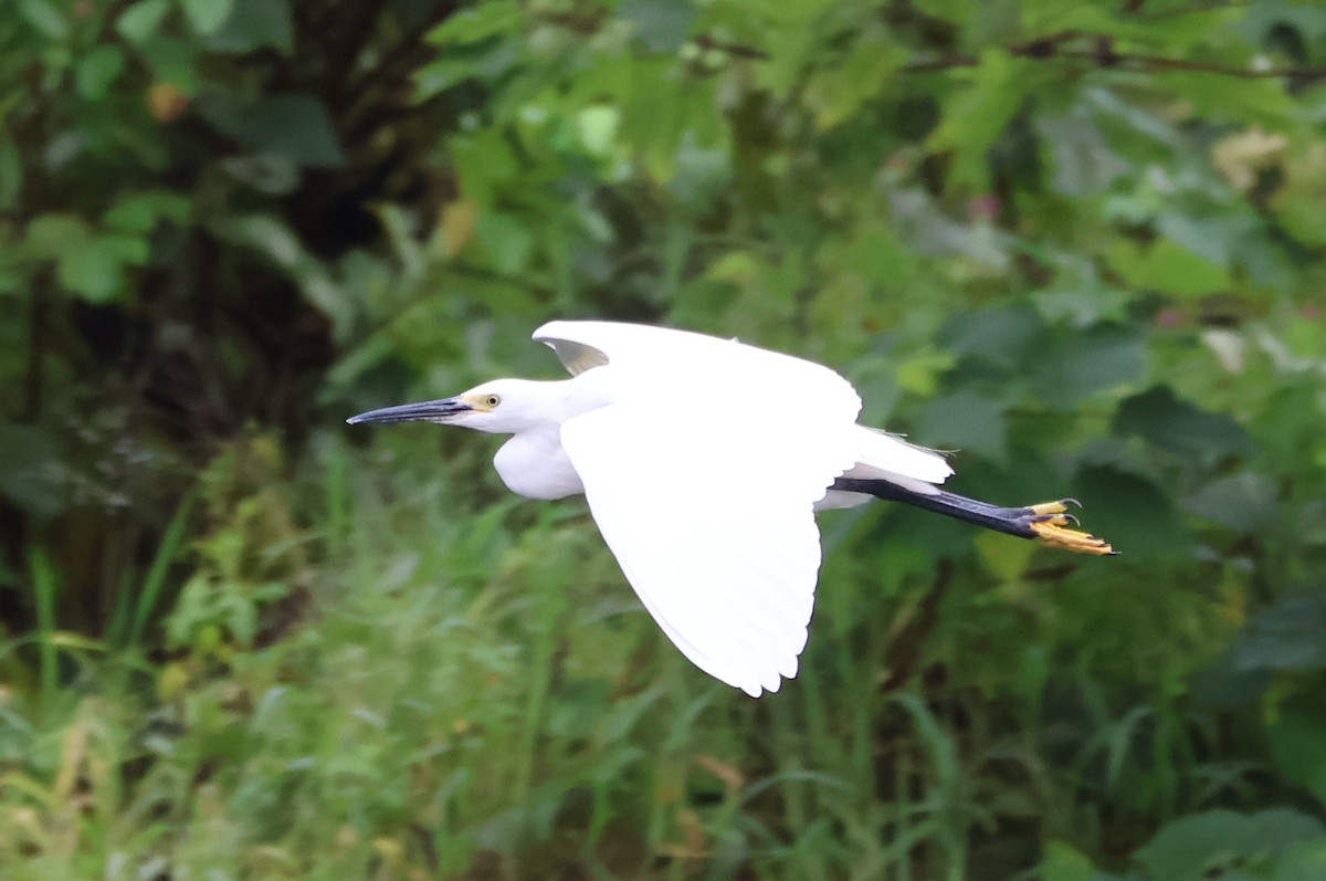 Aigrette garzette - ML646433321