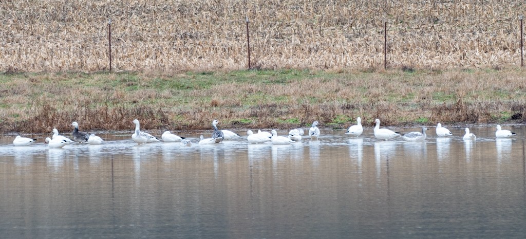 Ross's Goose - ML646433322