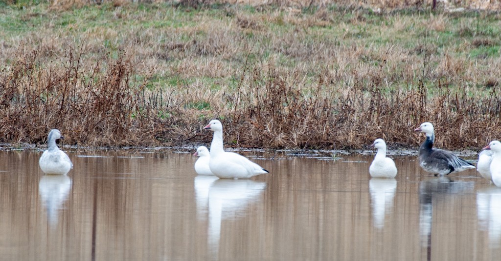 Ross's Goose - ML646433323