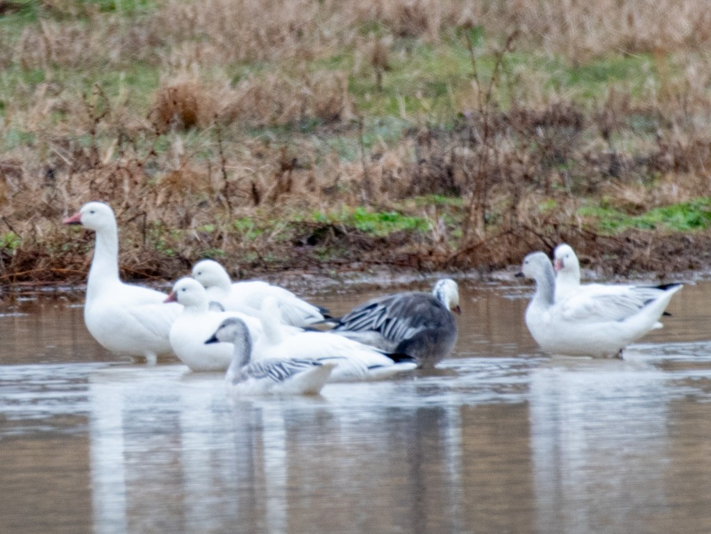 Ross's Goose - ML646433324