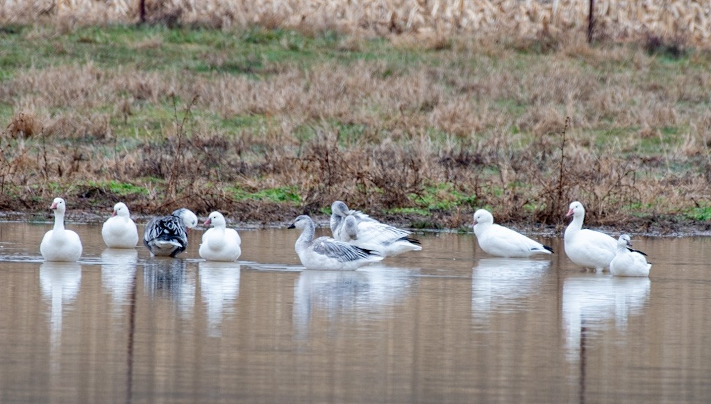 Ross's Goose - ML646433325