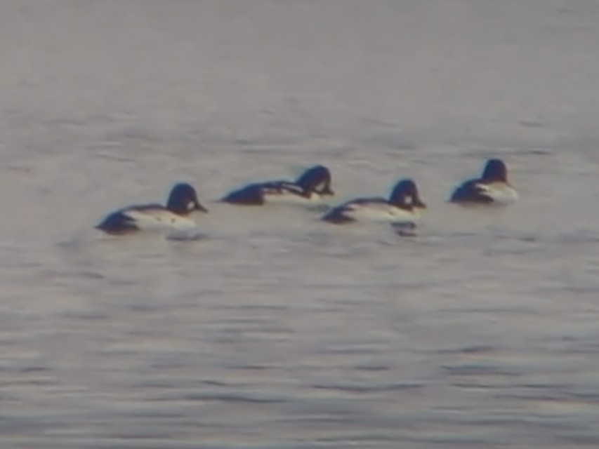 Barrow's Goldeneye - ML646433327