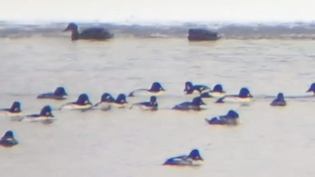 Barrow's Goldeneye - ML646433328