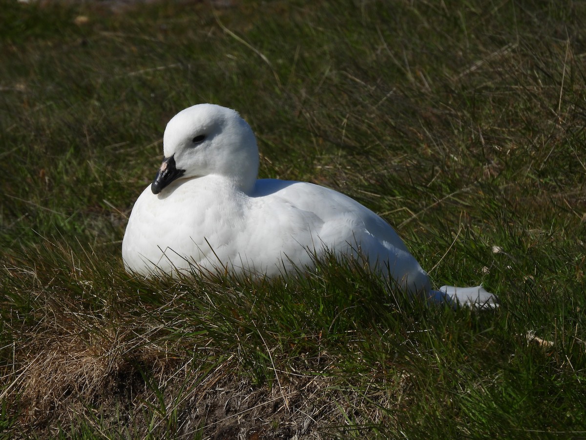 husice patagonská - ML646433329