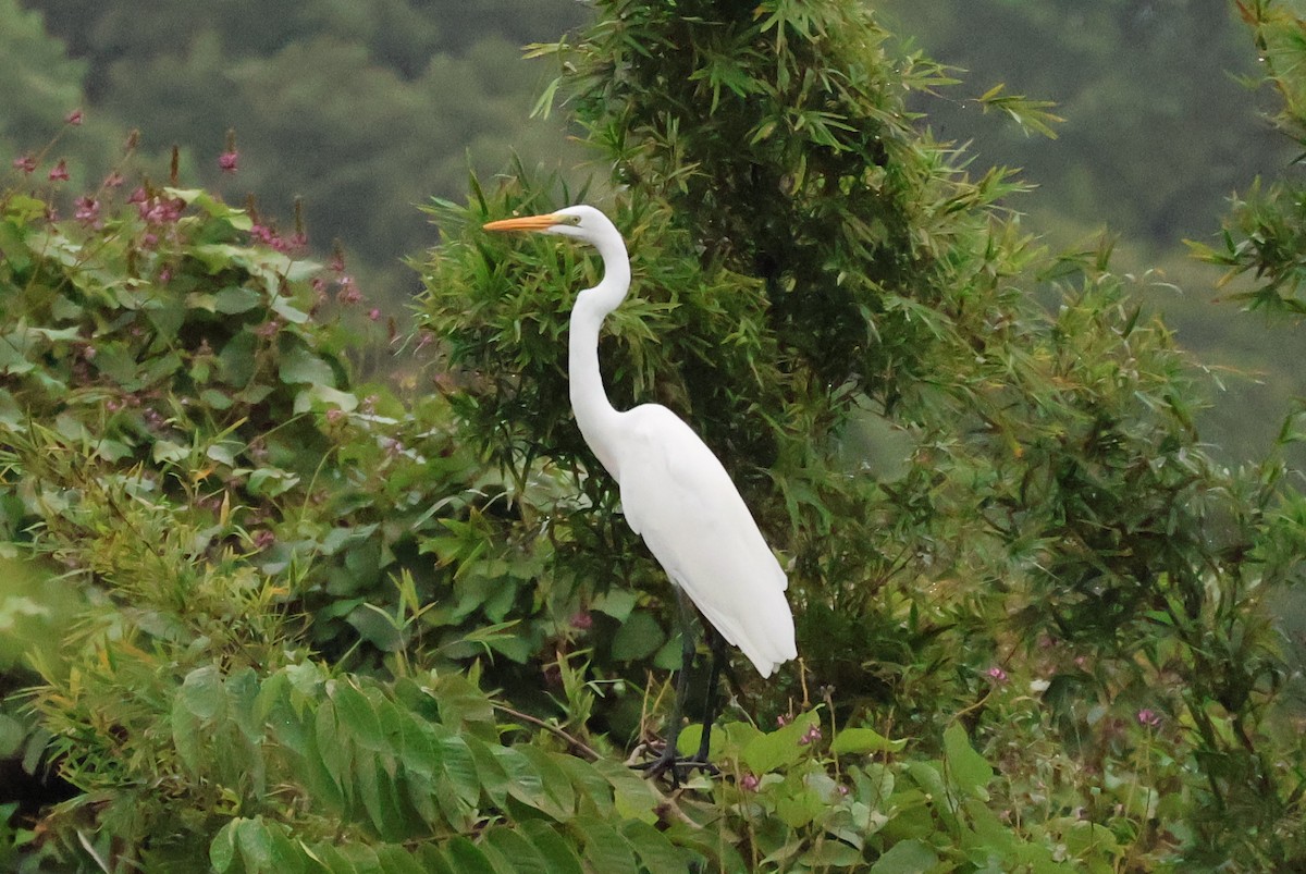 Koartza zuria - ML646433331