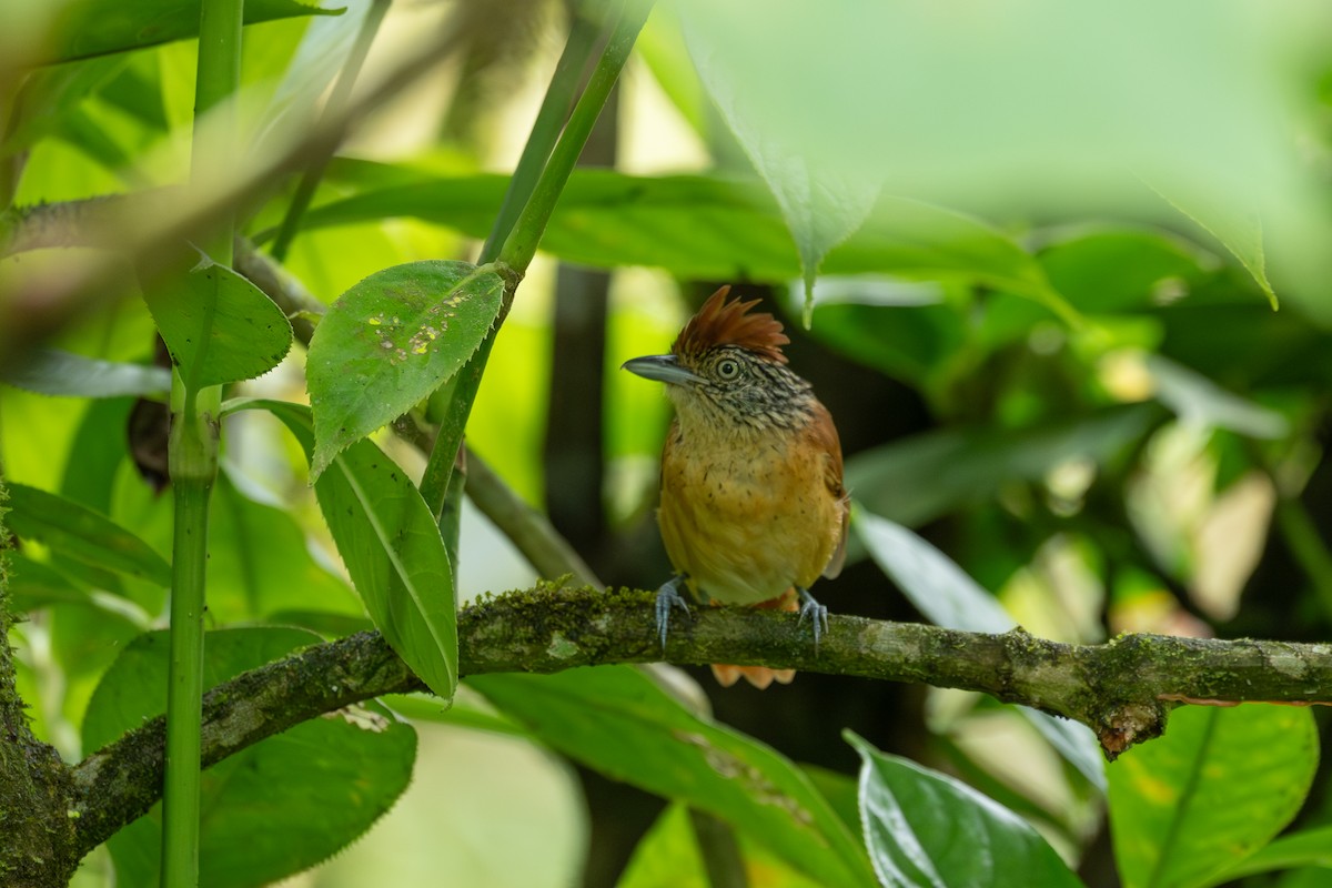 Barred Antshrike - ML646433336