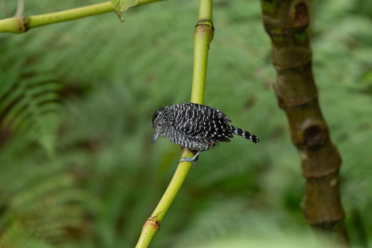 Barred Antshrike - ML646433338