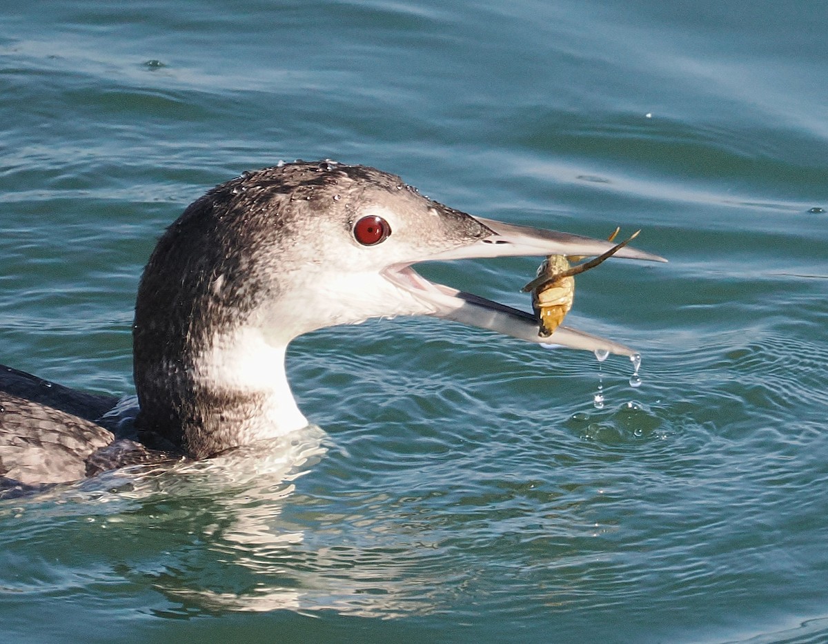 Common Loon - ML646433339