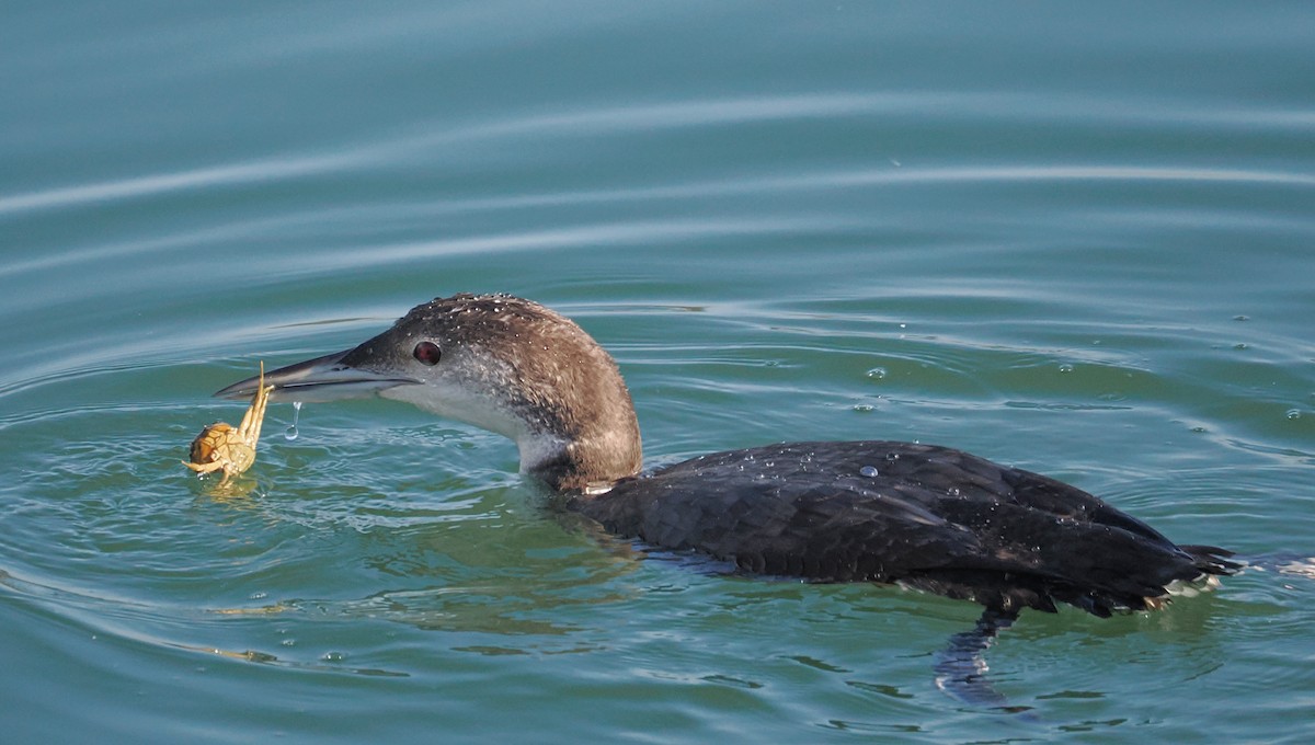 Common Loon - ML646433340