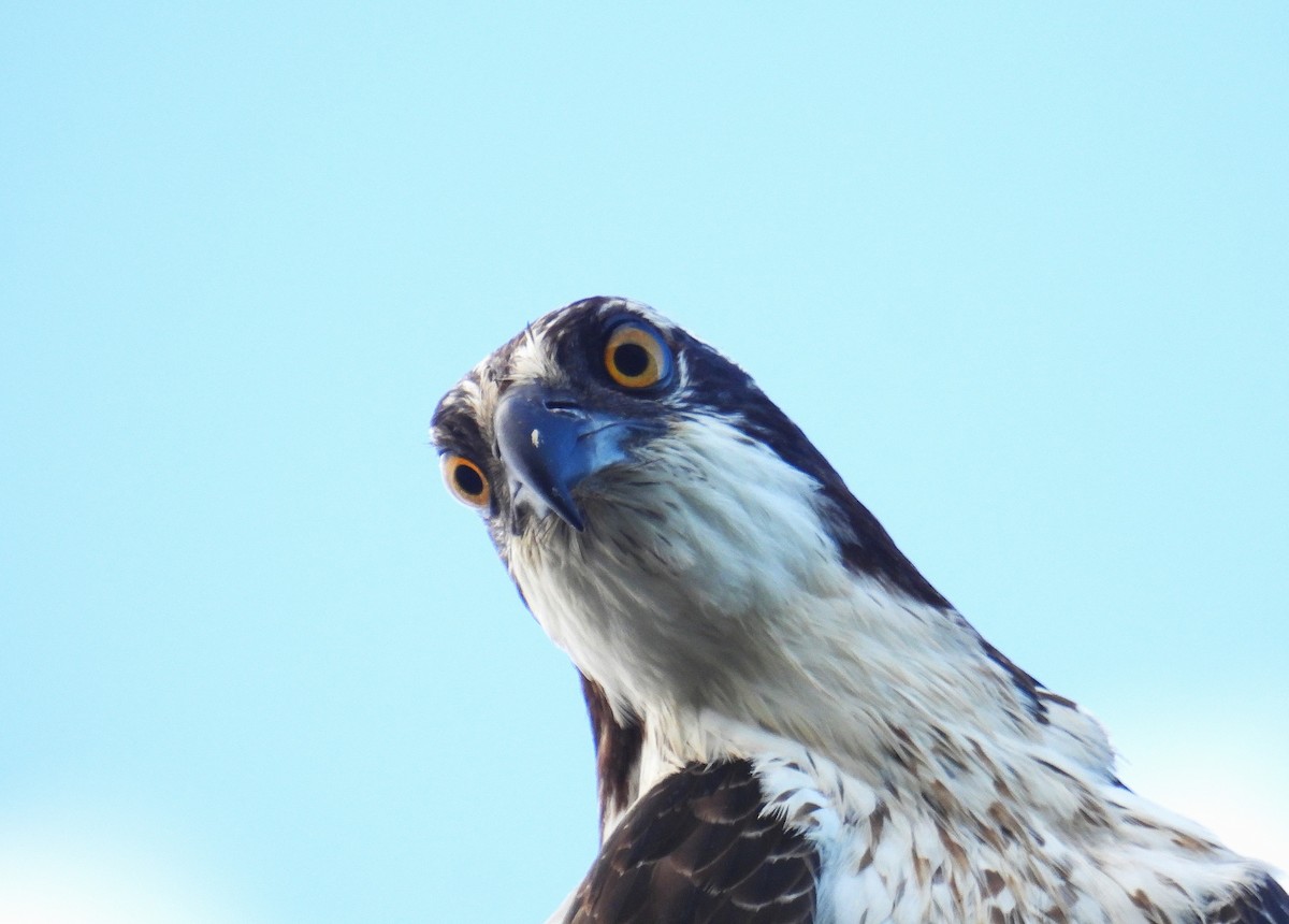 Osprey - ML646433341