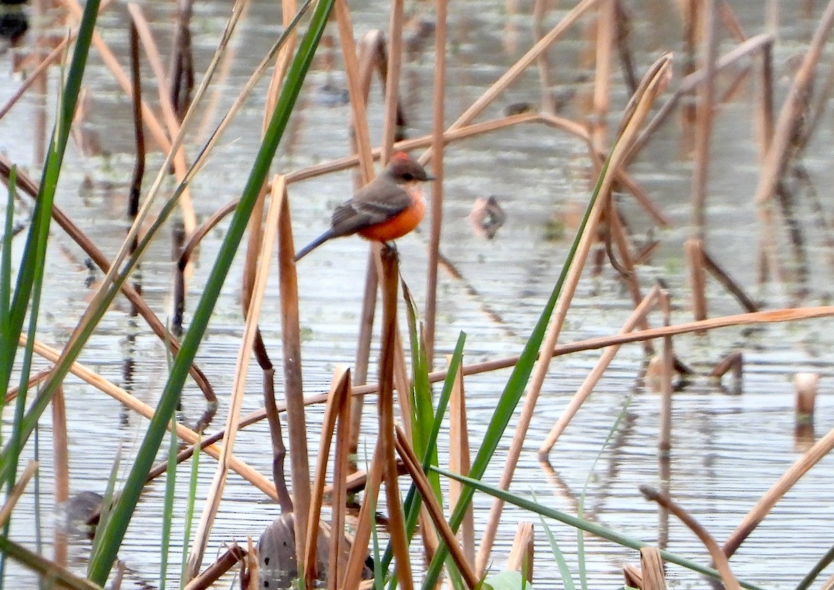 Vermilion Flycatcher - ML646433342