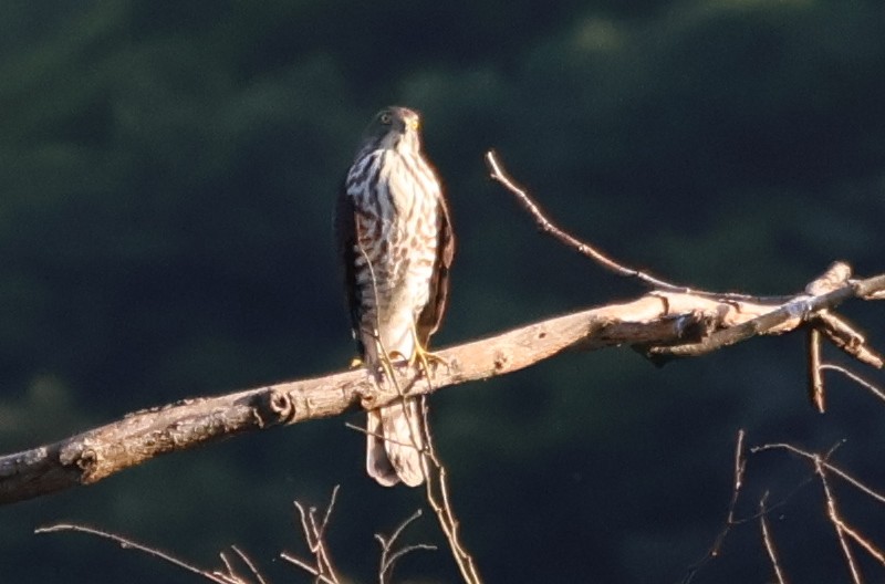 Besrasperber - ML646433343