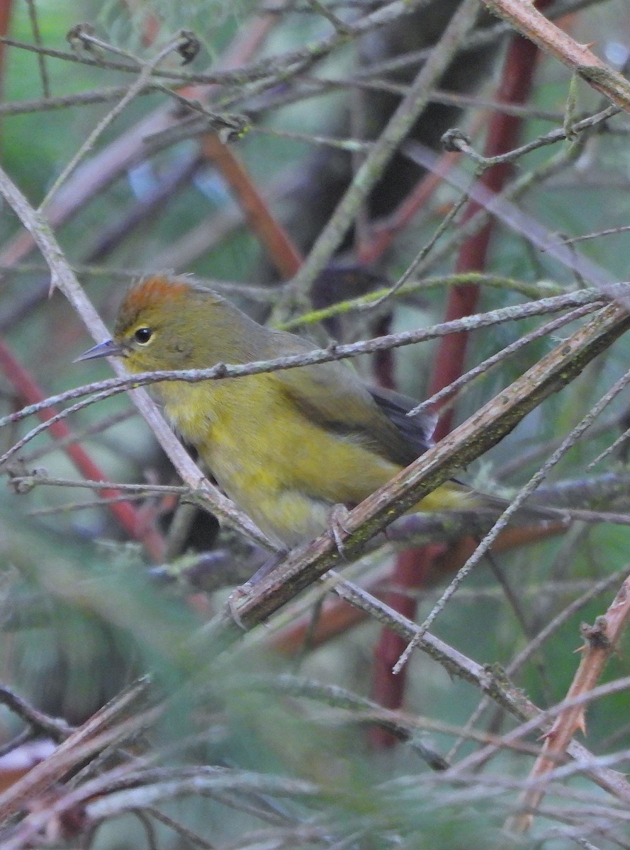 lesňáček hvězdičkový - ML646433346