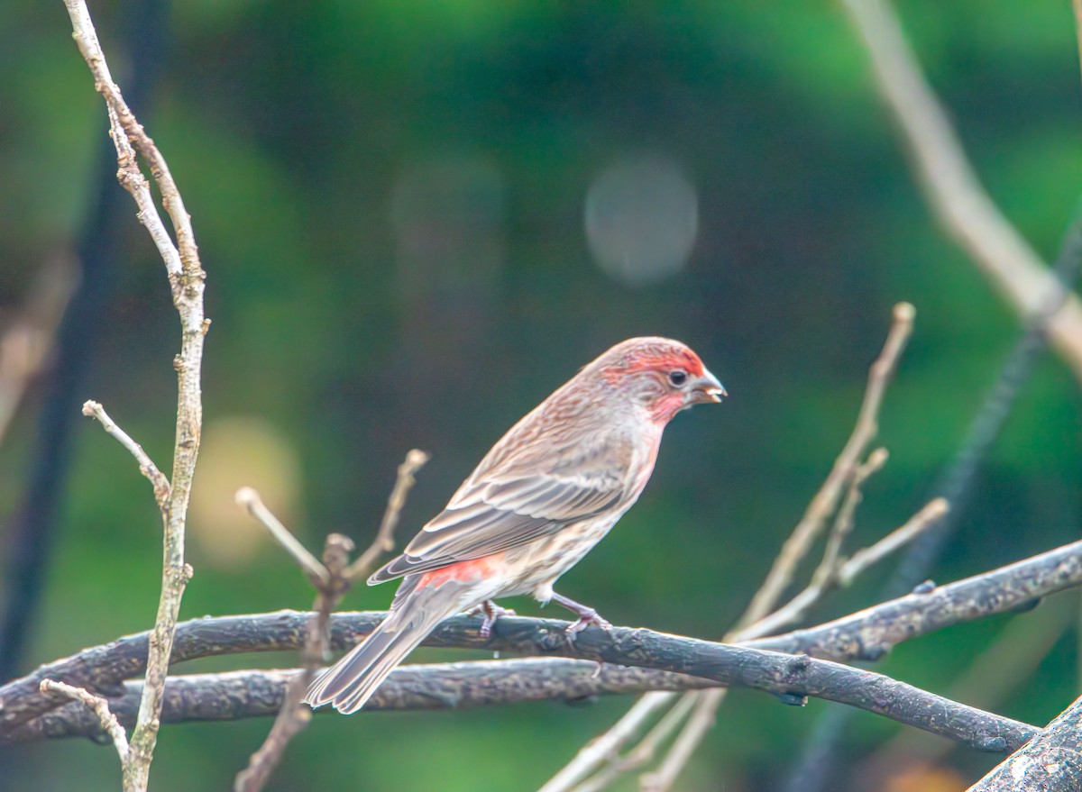 House Finch - ML646433347