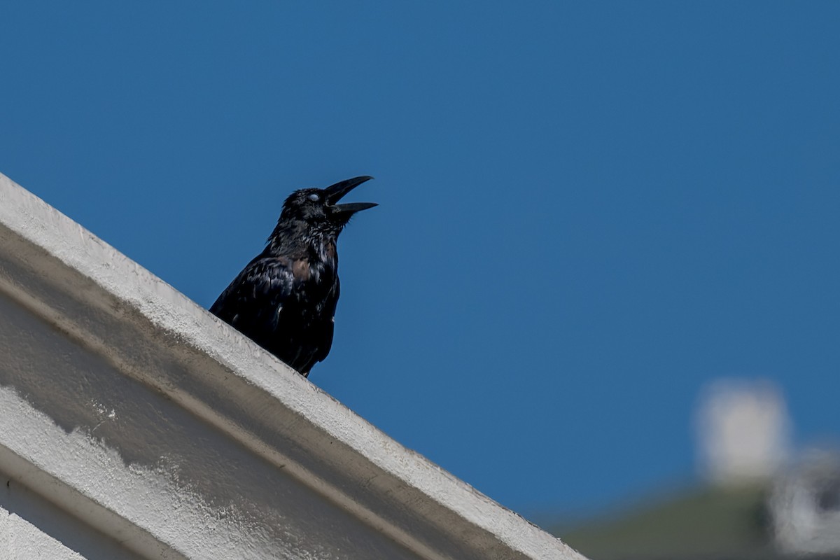 krkavec velký - ML646433349