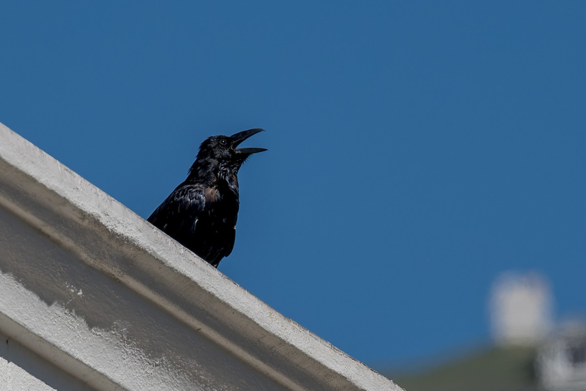 krkavec velký - ML646433350