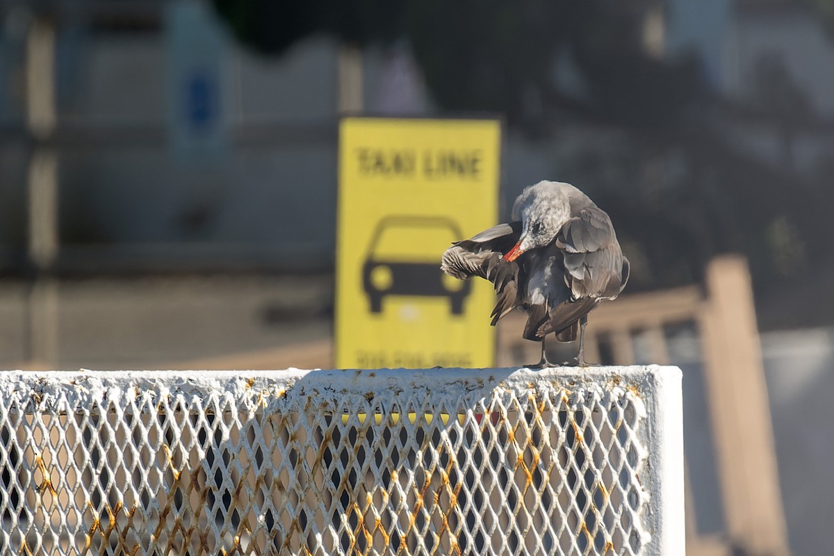 racek mexický - ML646433351