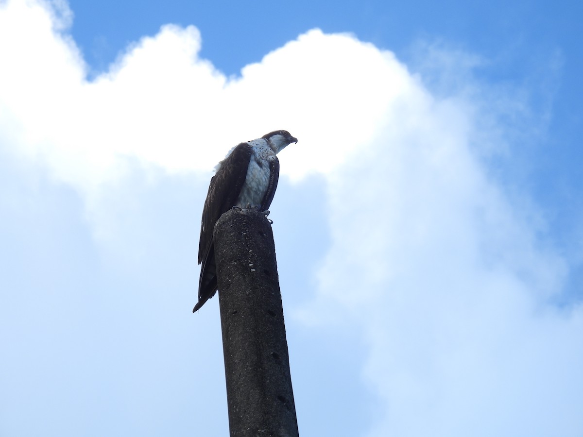 Osprey - ML646433352