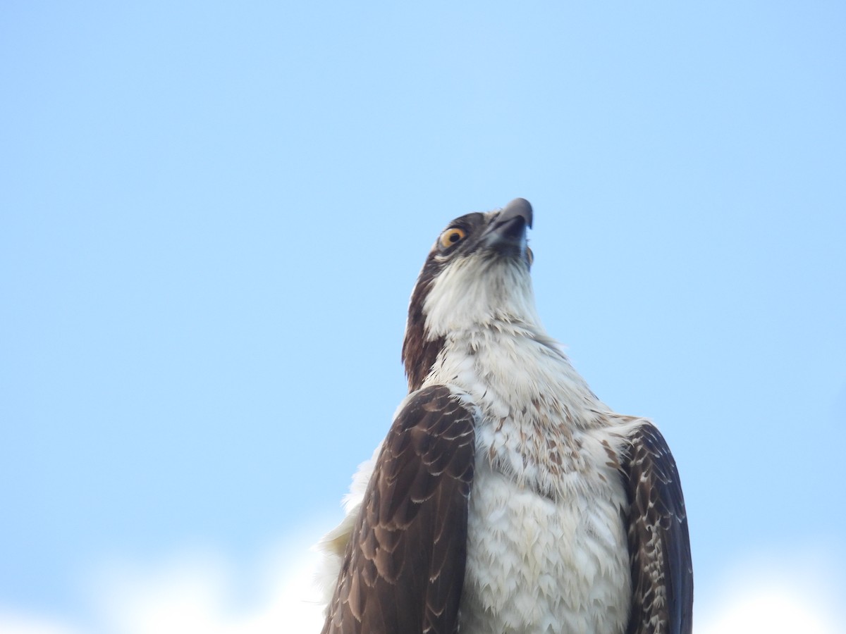 Osprey - ML646433353