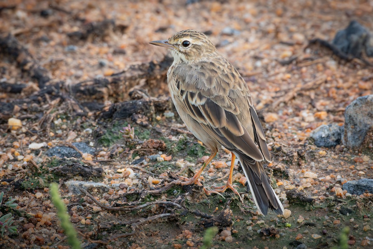 Paddyfield Pipit - ML646433354