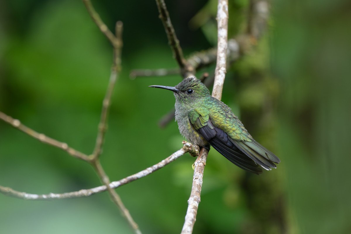 skjellbrystkolibri - ML646433355