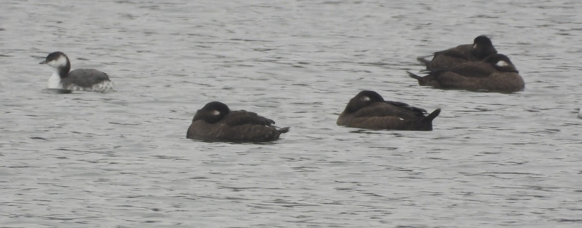 turpan kanadský - ML646433356