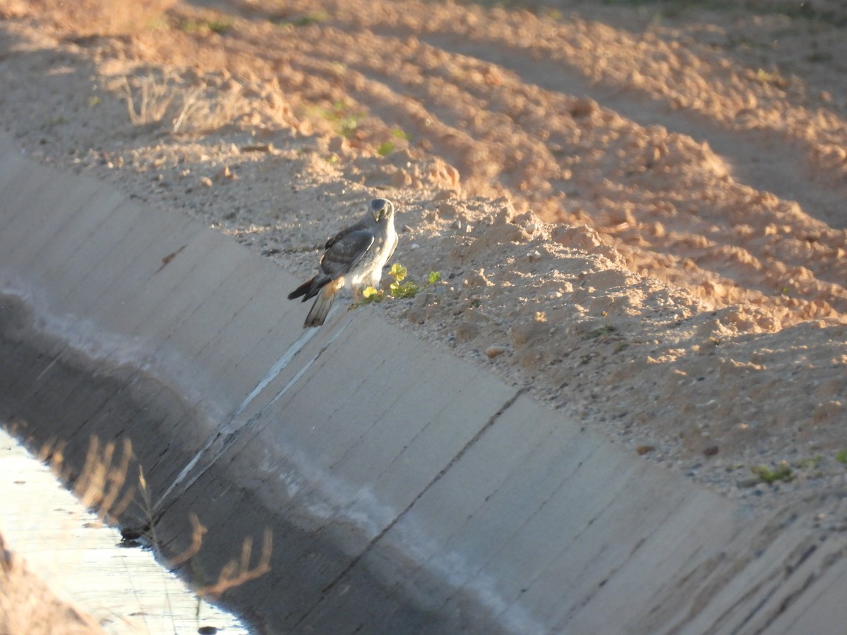 Northern Harrier - ML646433357