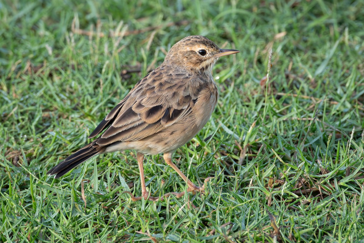 Paddyfield Pipit - ML646433358