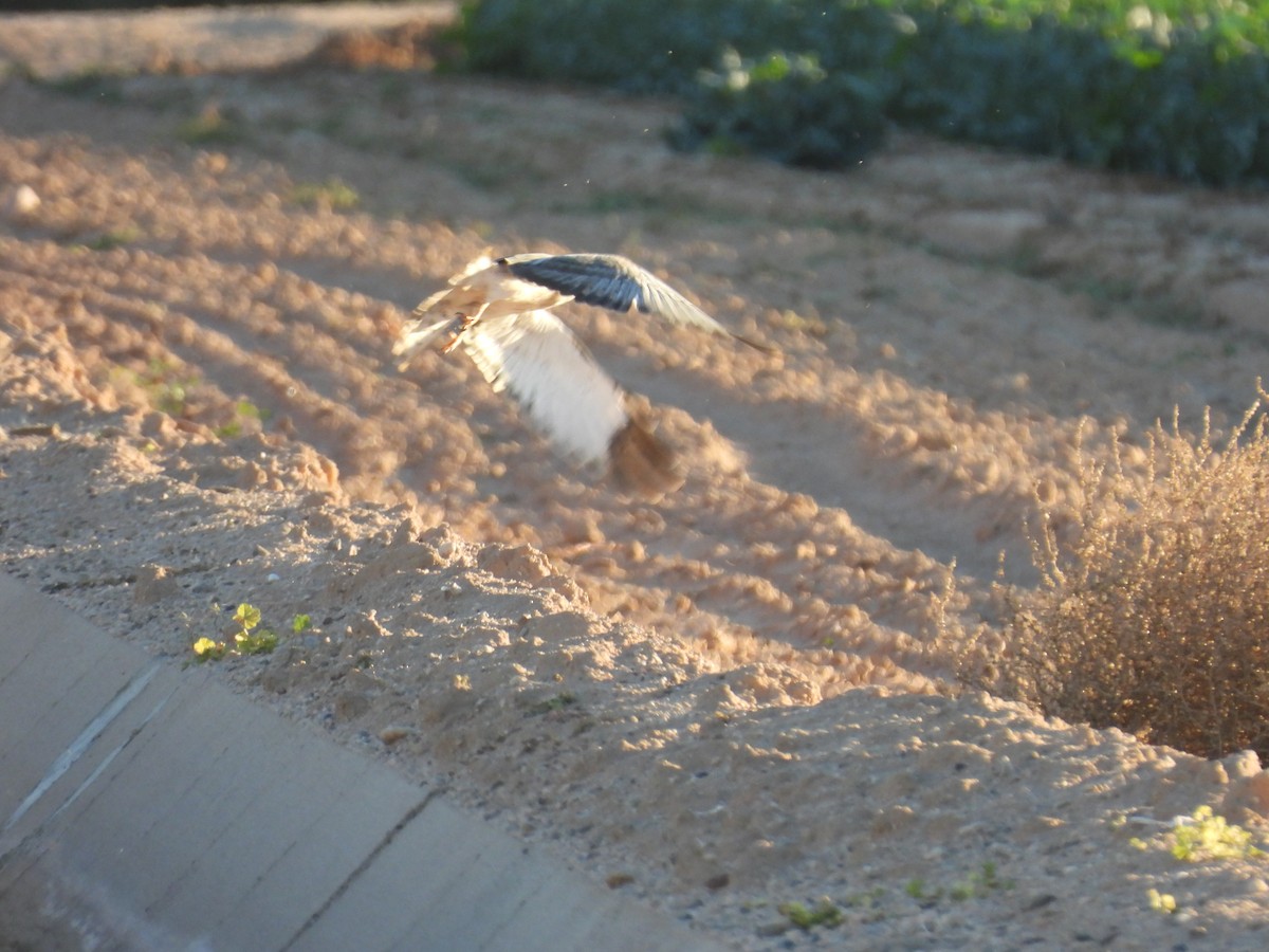 Northern Harrier - ML646433359