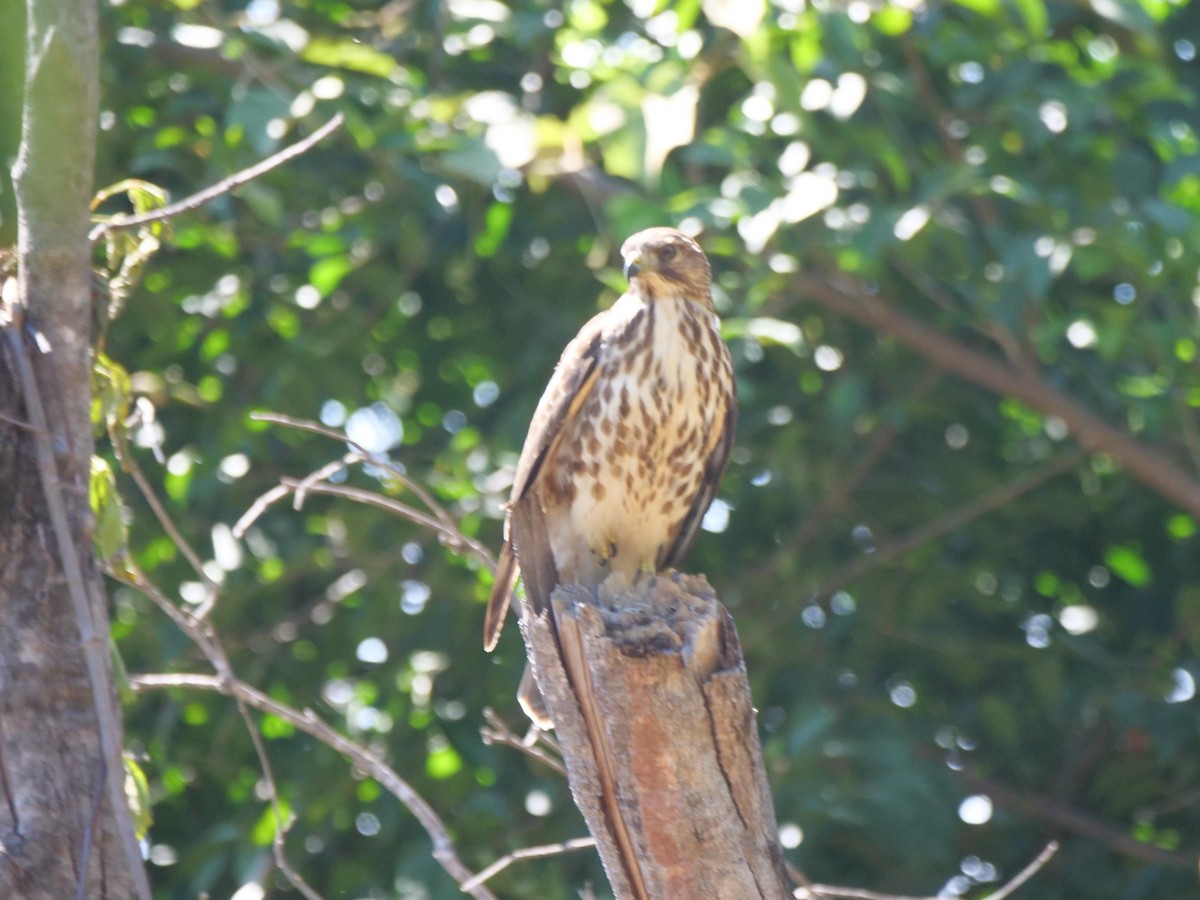 Broad-winged Hawk - ML646433360