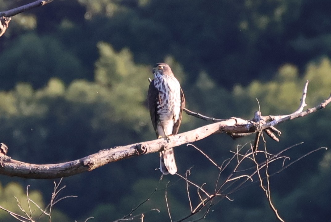 Besrasperber - ML646433361