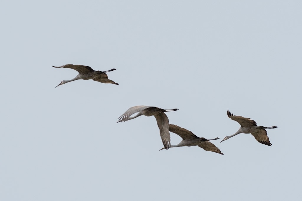 Sandhill Crane - ML646433362