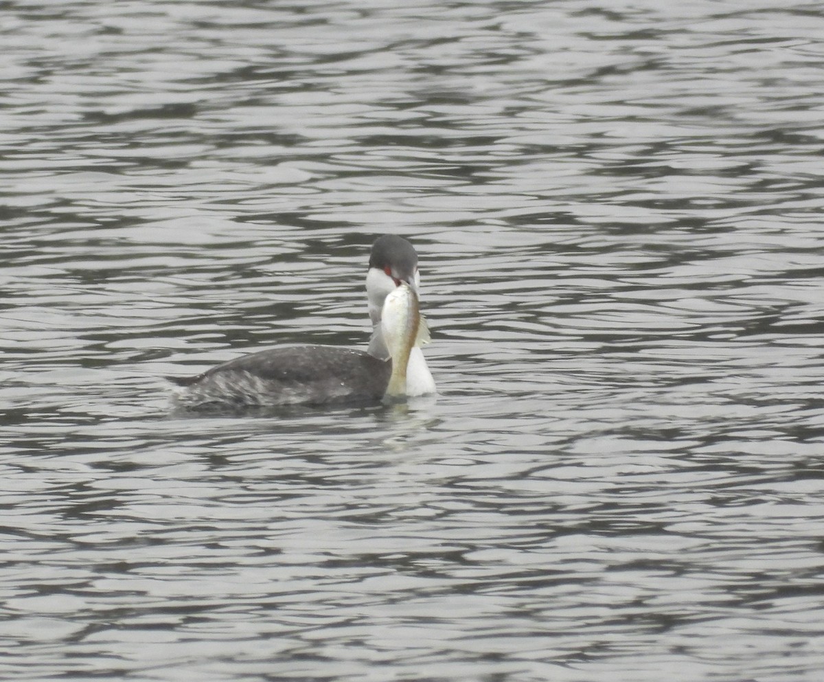 potápka žlutorohá - ML646433364