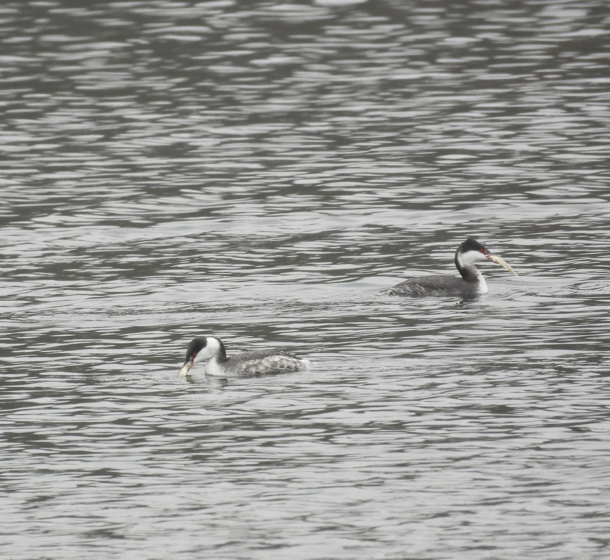 potápka žlutorohá - ML646433365