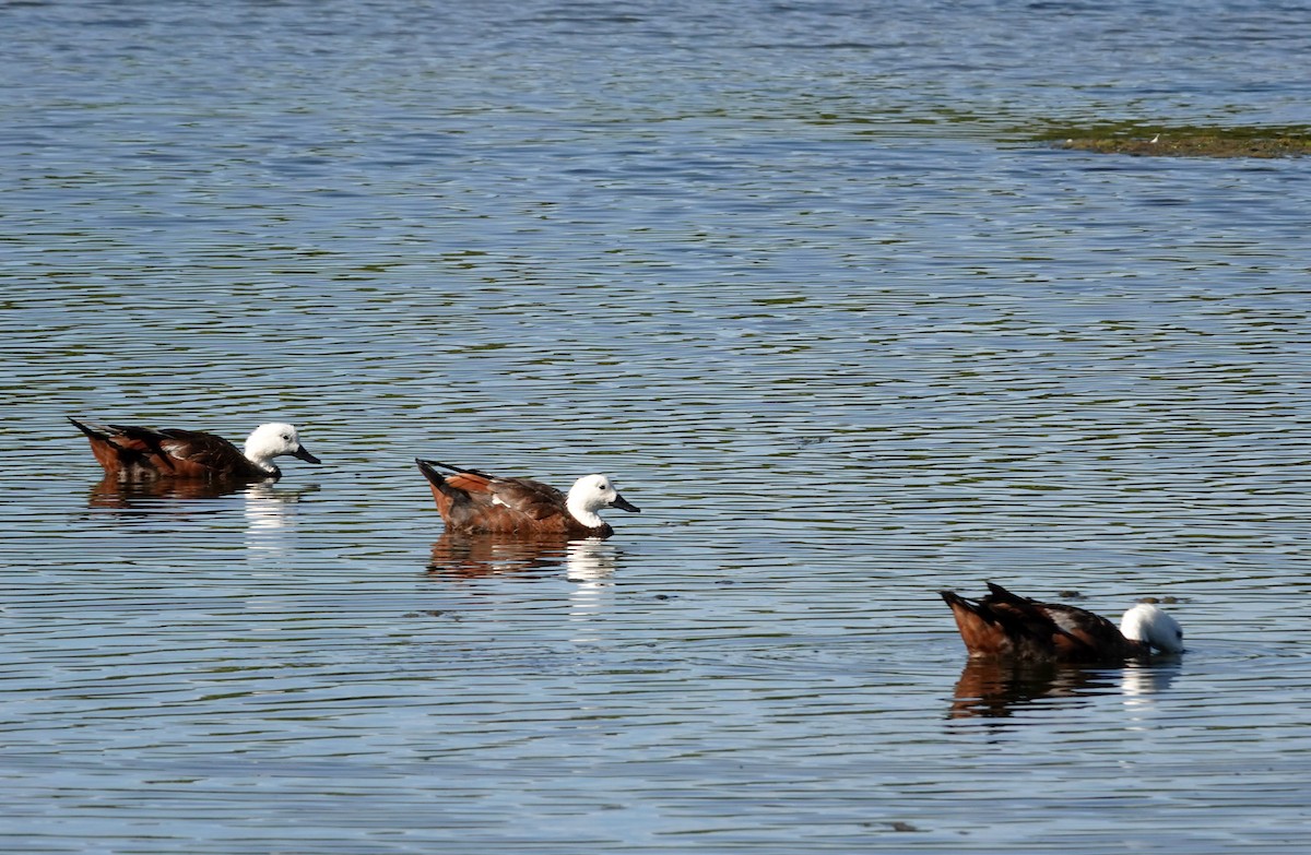 Огар новозеландський - ML646433366