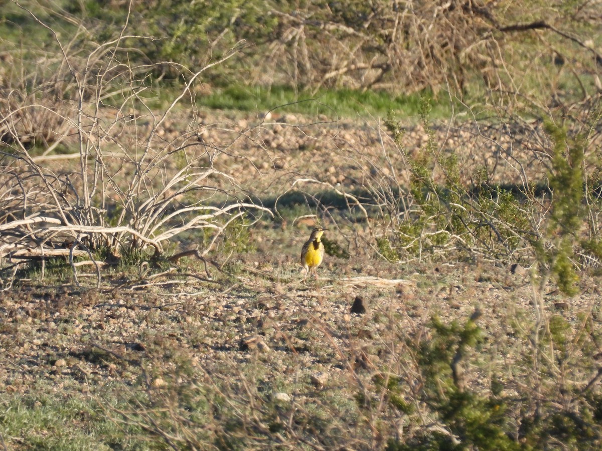 Western Meadowlark - ML646433369