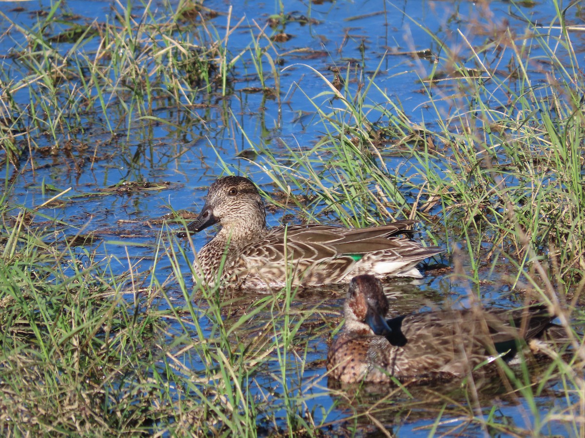 Green-winged Teal - ML646433371