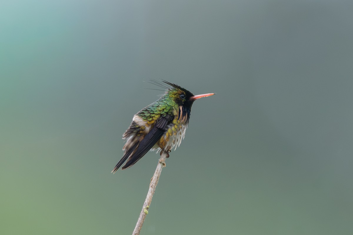 koketka límečková - ML646433372