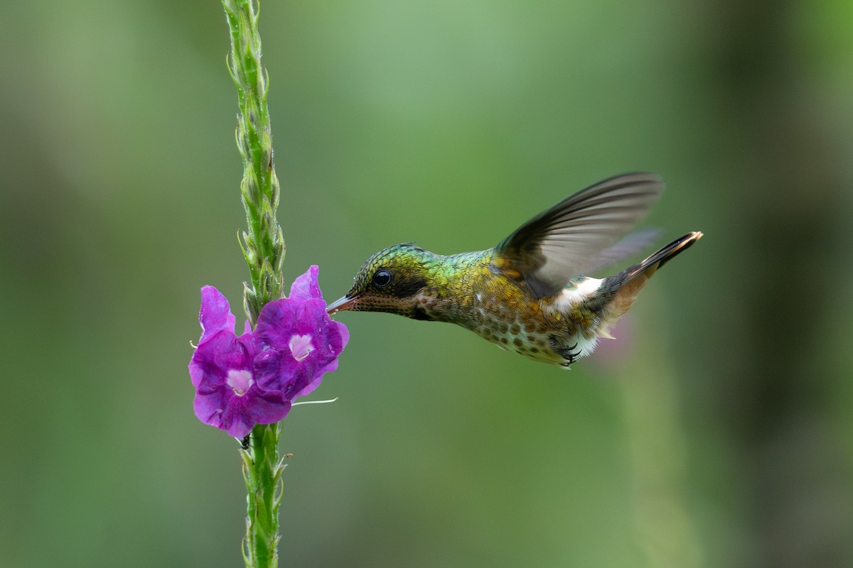 koketka límečková - ML646433373