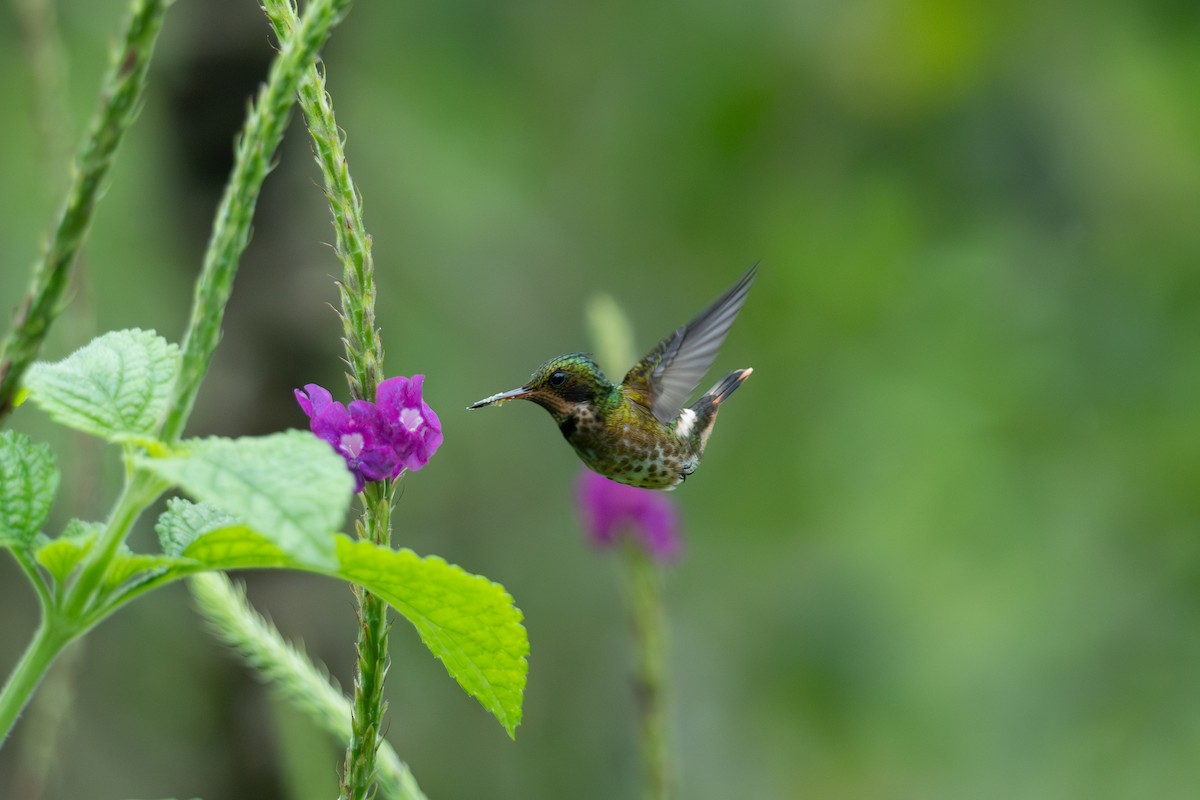 koketka límečková - ML646433374