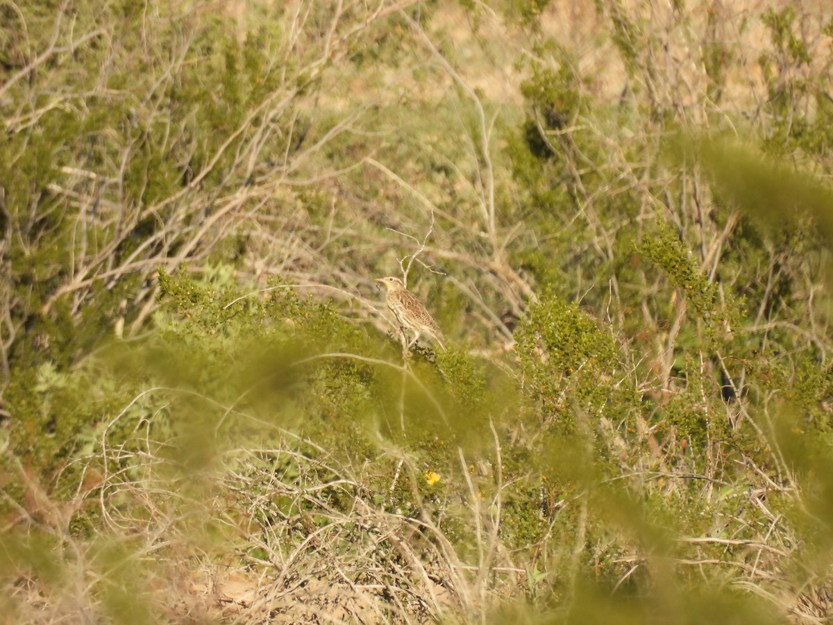 Western Meadowlark - ML646433375