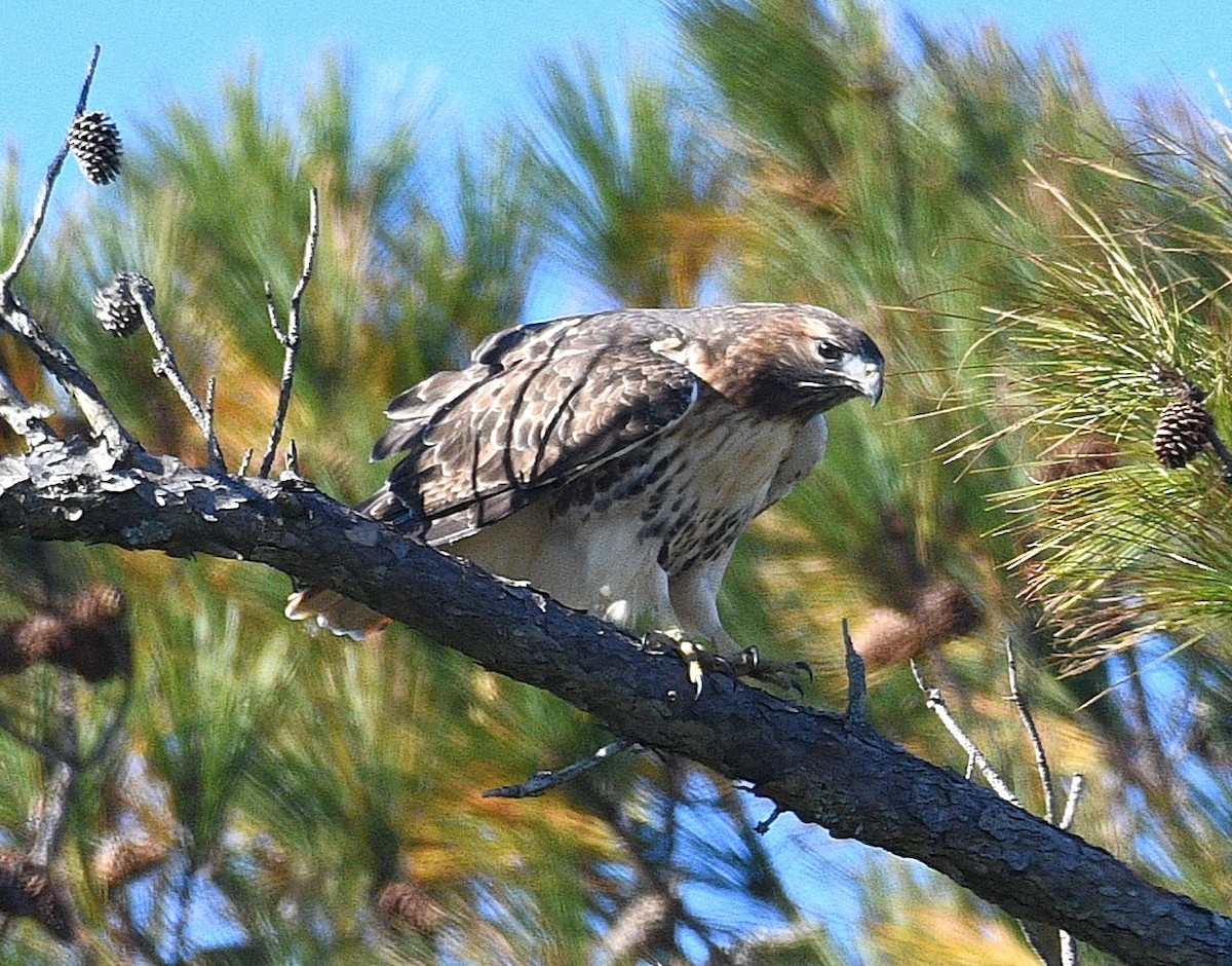 Red-tailed Hawk - ML646433379
