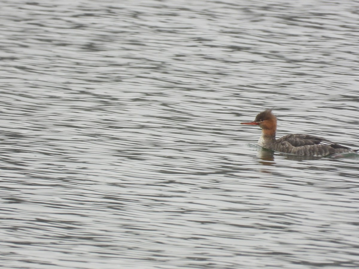 morčák prostřední - ML646433381