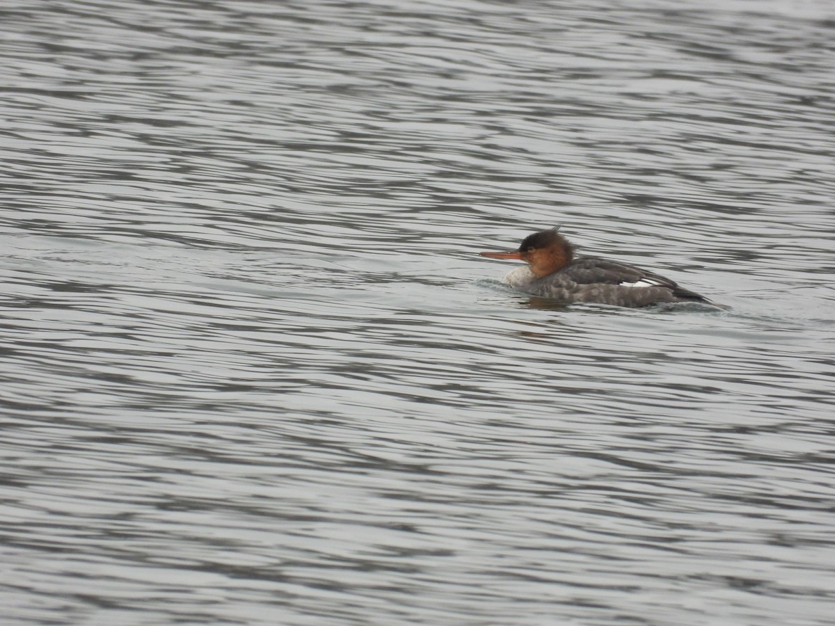 morčák prostřední - ML646433382